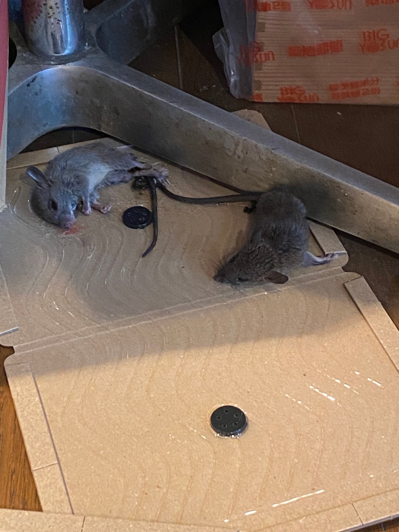 ネズミ駆除】一軒家のねずみ捕獲と掃除・侵入防止工事（神奈川県座間市